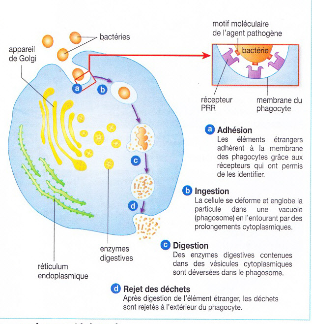 la phagocytose