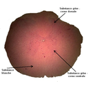 Coupe transversale de moelle épinière de rat observée au microscope x 40