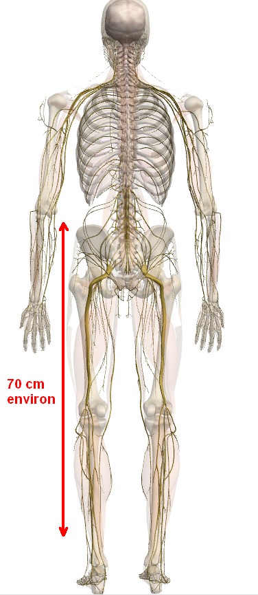 zygote_body localisation centre nerveux